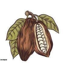 Cocoa farm